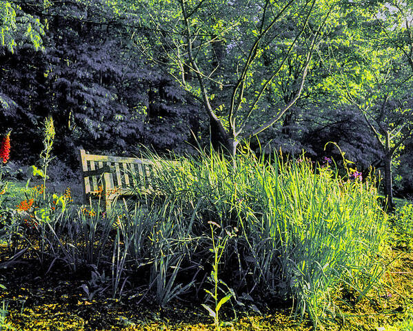 Nature Poster featuring the photograph Along the Path to Lake Caroline by Steve Ember