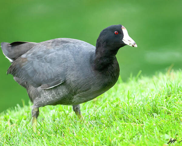 Adult Poster featuring the photograph American Coot Grazing in the Grass by Jeff Goulden
