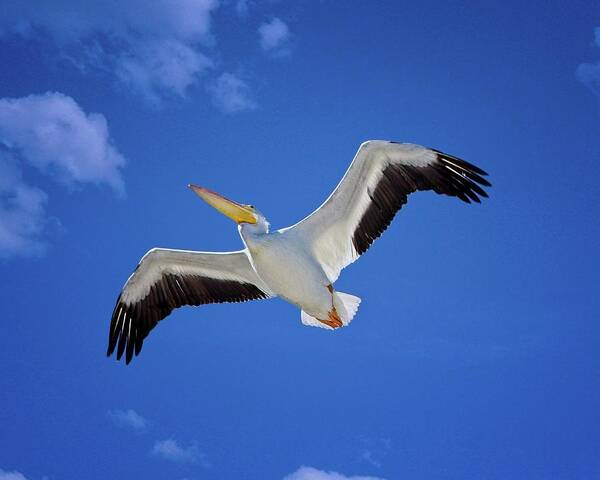 American White Pelican Poster featuring the photograph American White Pelican by Ronald Lutz