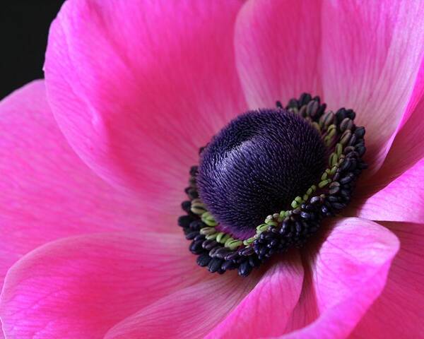Macro Poster featuring the photograph Anemone Pink by Julie Powell