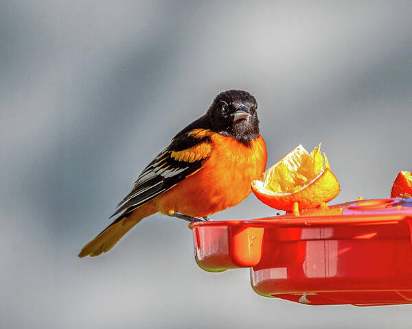 Angry Oriole Poster