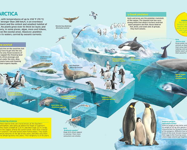 Fauna Poster featuring the digital art Antarctica by Album