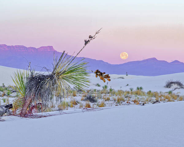New Mexico Poster featuring the photograph April 2020 Moonset over White Sands by Alain Zarinelli