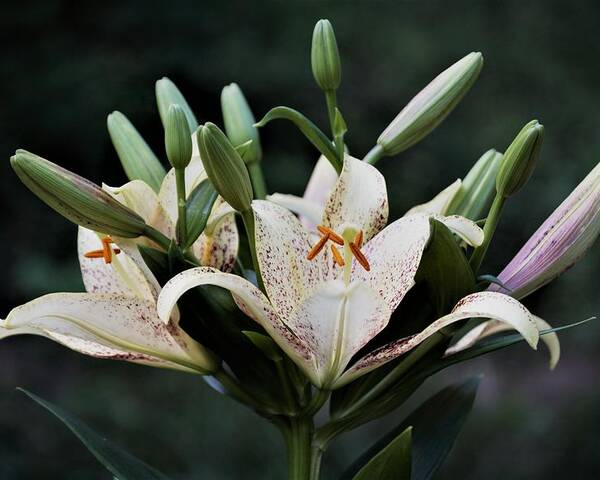 Lilies Poster featuring the photograph Asiatic Lily Blossoms and Buds by Nancy Ayanna Wyatt