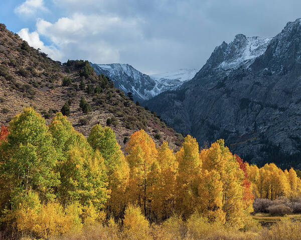 Trees Poster featuring the photograph Aspen Trees In Autumn by Jonathan Nguyen