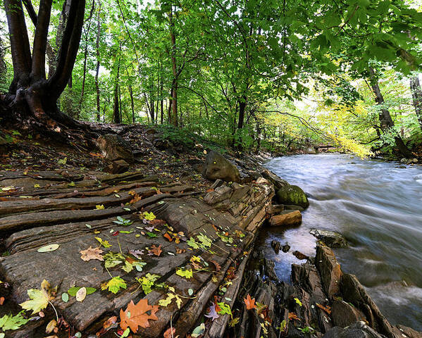 Autumn Poster featuring the photograph Autumn Along the Bronx River by Kevin Suttlehan