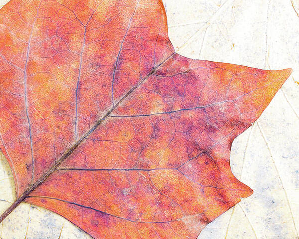 Autumn Poster featuring the photograph Autumn leaves composition by Viktor Wallon-Hars