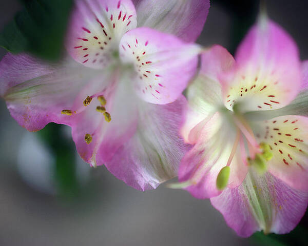 Baby Pink Peruvian Lily Poster featuring the photograph Baby Pink Peruvian Lily by Gwen Gibson