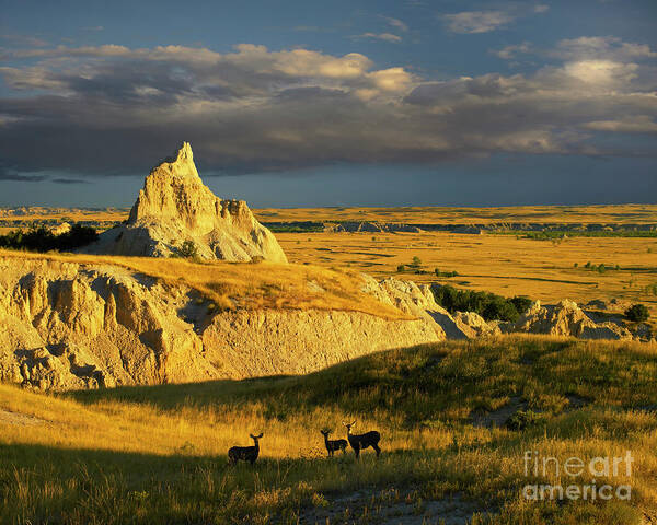 00175613 Poster featuring the photograph Badlands Mule Deer by Tim Fitzharris