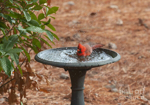 Cardinal Poster featuring the photograph Bath Time for Cardinal by Jayne Carney