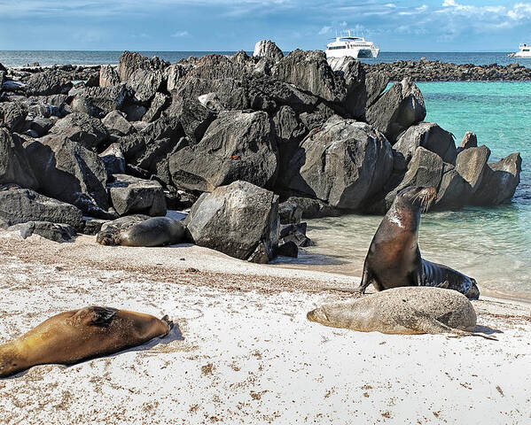 Animals In The Wild Poster featuring the photograph Beach with sea lions - Espanola island - Galapagos by Henri Leduc