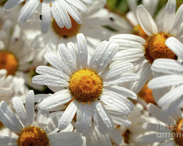 Daisies Poster featuring the photograph Beautiful large wild daisies with water drops by Simon Bratt