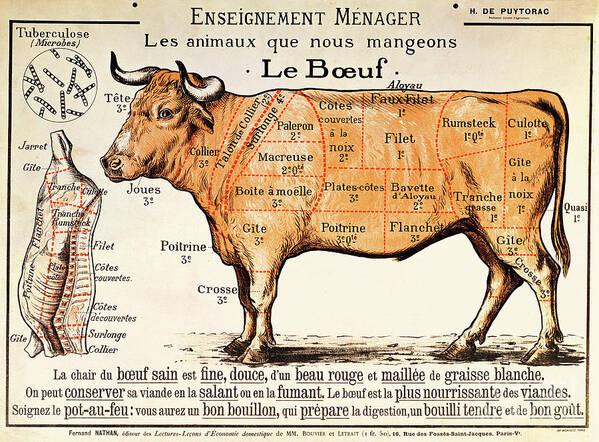 Le Boeuf; Cow; Cut; Joint; Food; Animal; Butchering Poster featuring the drawing Beef by French School