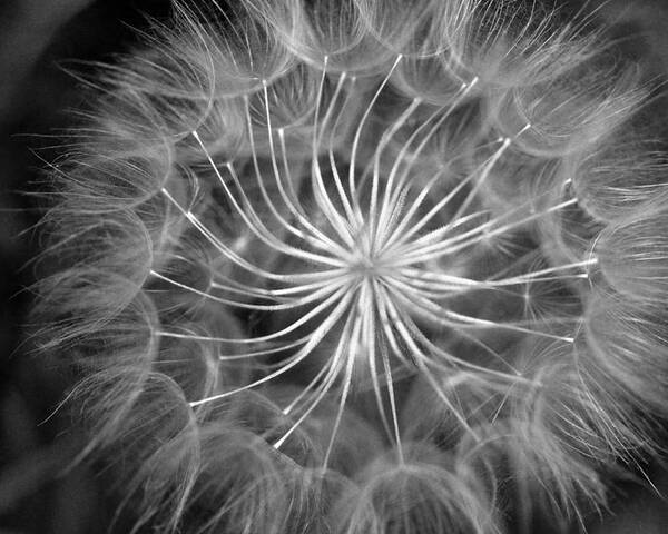 Nature Poster featuring the photograph Black and White Dandelion 2 by Amy Fose