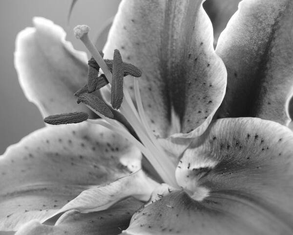 Lily Poster featuring the photograph Black and White Lily 2 by Amy Fose