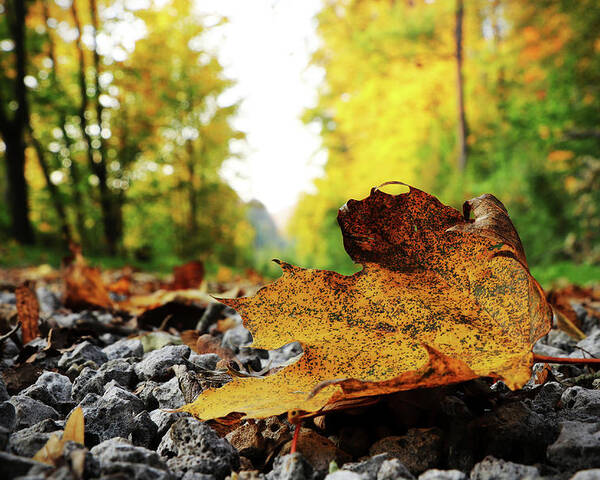 Acer Poster featuring the photograph Black spotted yellow marple leaf on gravel road which surrounded forest, which playing many colors. Pinch of autumn in semptember by Vaclav Sonnek