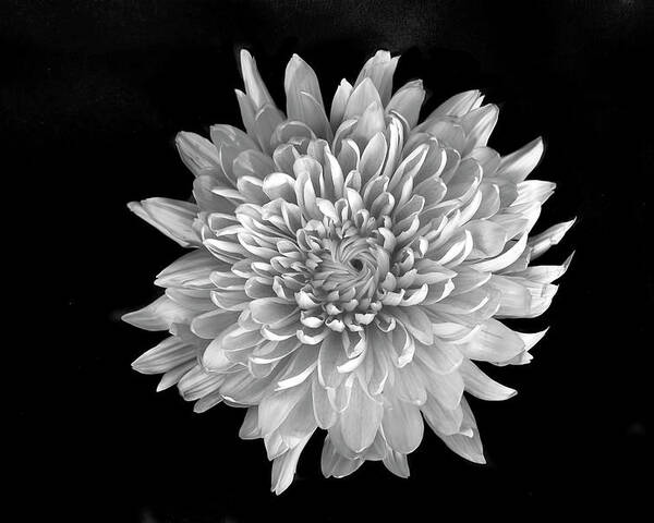 Flower Poster featuring the photograph Blooming Chrysanthemum by Lori Hutchison