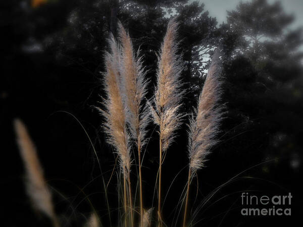 Grass Poster featuring the photograph Blowing in the Wind by Judy Hall-Folde