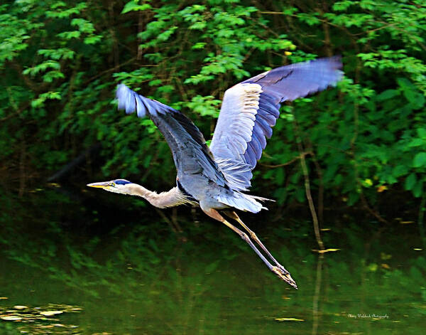 Blue Heron Poster featuring the photograph Blue Heron in Flight by Mary Walchuck