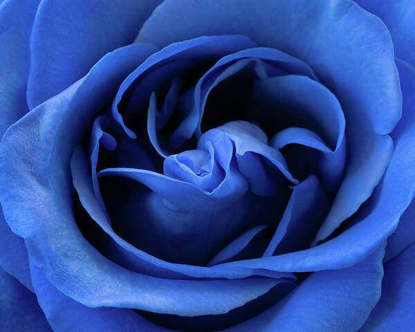 Rose Poster featuring the photograph Bold Blue Rose by Tina Horne
