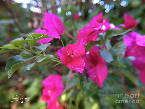 Bougainvillea Poster featuring the photograph Bougainvillea Near Sunset by Rohvannyn Shaw