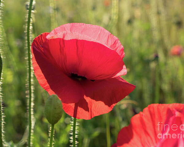 Poppy Poster featuring the photograph Bright red petals of a poppy by Adriana Mueller