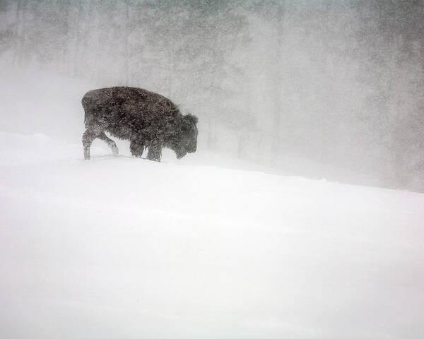 Winter Poster featuring the photograph Buffalo in Winter Storm by Craig J Satterlee
