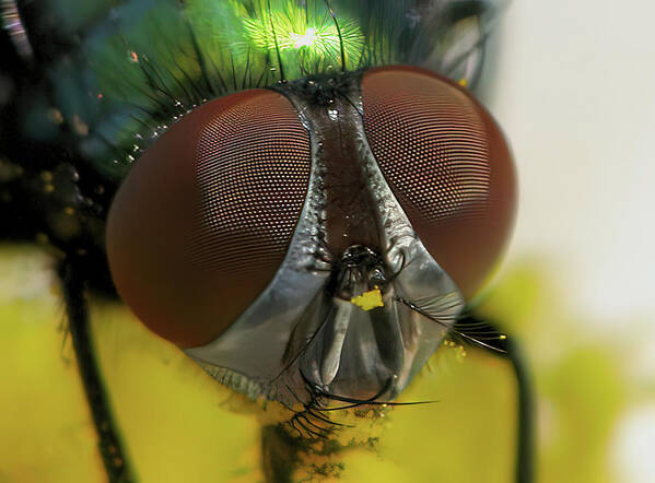 Fly Poster featuring the photograph Bugged Eyed by Lens Art Photography By Larry Trager