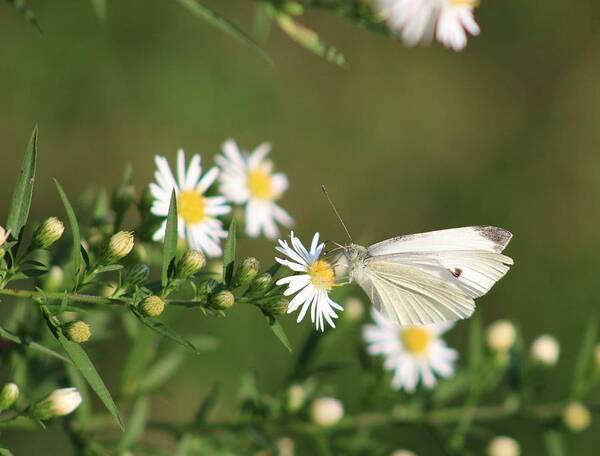 Butterfly Poster featuring the photograph Cabbage Butterfly on Wildflowers by Christopher Reed