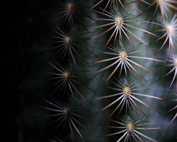 Cactus Poster featuring the photograph Cactus 9536 by Julie Powell