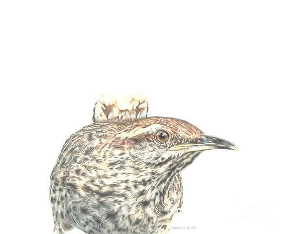 Cactus Wren Poster featuring the drawing Cactus Wren by Karrie J Butler