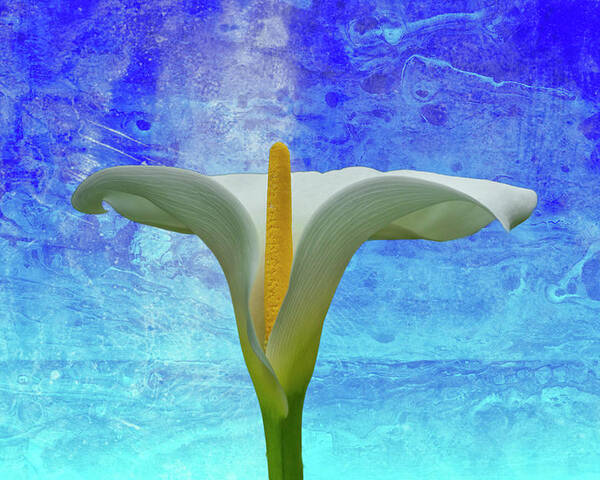 Calla Lily Poster featuring the photograph Calla Lily by Cate Franklyn