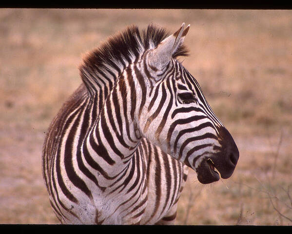 Africa Poster featuring the photograph Camera Shy Zebra by Russ Considine