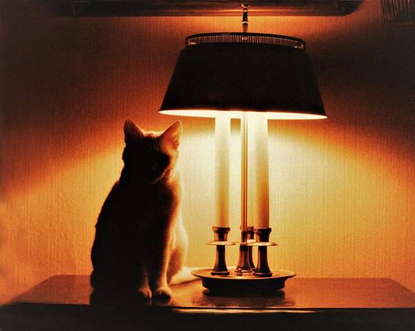 Cat Lamp Desk Light Shadow Poster featuring the photograph Cat Lamp by John Linnemeyer