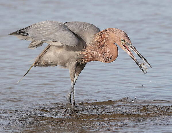 Reddish Egret Poster featuring the photograph Catch is not Secured Yet by Mingming Jiang
