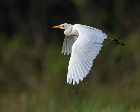 Cattle Egret Poster featuring the photograph Cattle Egret in flight by Rick Mosher