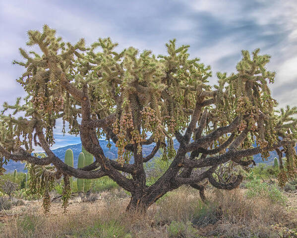 Chain-fruit Cholla Poster featuring the photograph Chained-fruit Cholla by Jonathan Nguyen