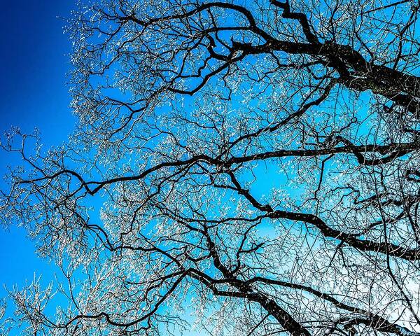Abstract Poster featuring the photograph Chaotic System Of Ice Covered Tree Branches With Blue Sky by Andreas Berthold