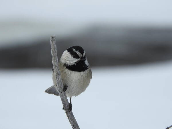 Black Capped Chickadee Poster featuring the photograph Chickadee by Nicola Finch