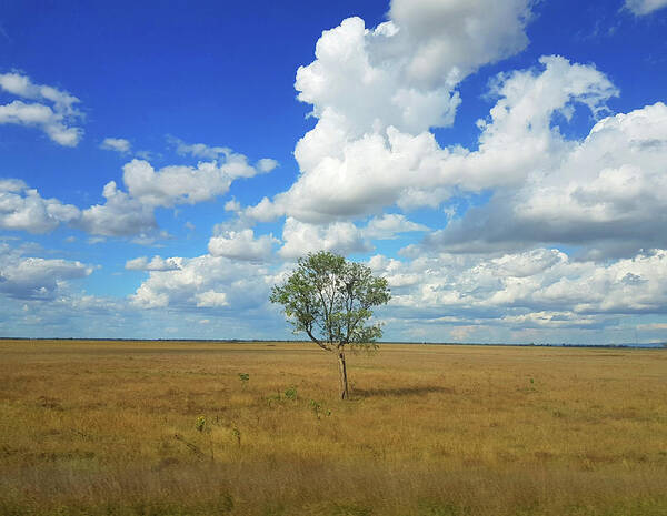 Tree Poster featuring the photograph Clouds over a Lone Tree by Andre Petrov