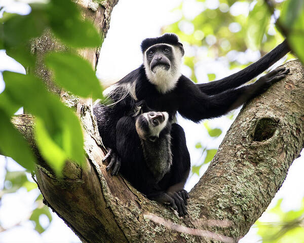  Poster featuring the photograph Colobus Monkey by Nicholas Phillipson