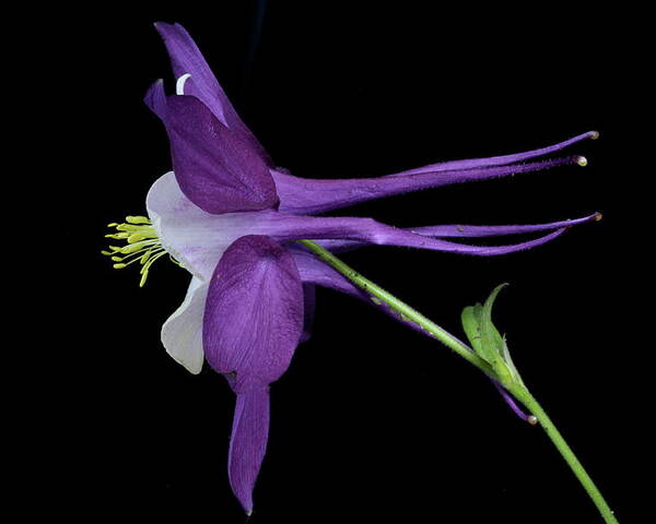 Macro Poster featuring the photograph Columbine 781 by Julie Powell