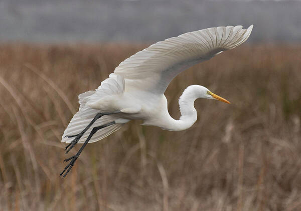 Greategret Poster featuring the photograph Coming in for a Landing by Forest Floor Photography