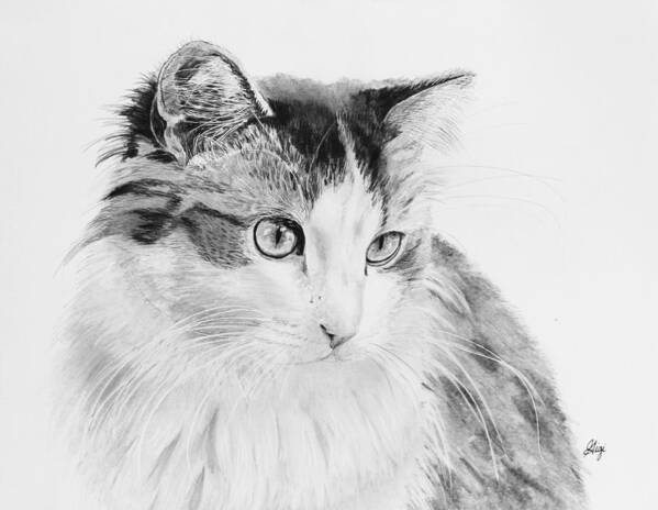 Cat Poster featuring the drawing Cordova by Gigi Dequanne