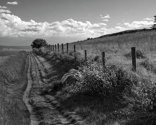 Lane Poster featuring the photograph Country Lane at Ebey's Landing by Mary Lee Dereske