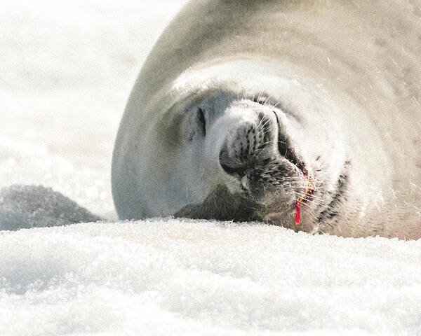 04feb20 Poster featuring the photograph Crabeater Seal Frozen Drool Pile Macro by Jeff at JSJ Photography