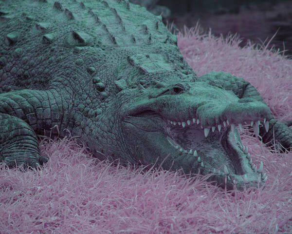 Crocodile Poster featuring the photograph Crocodile in Infrared by Carolyn Hutchins