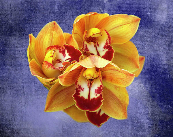 Cymbidium Orchids Poster featuring the photograph Cymbidium Orchids by Cate Franklyn