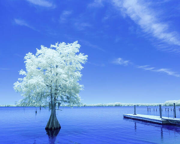 2022 Poster featuring the photograph Cypress at Elliott's Landing-Infrared by Charles Hite