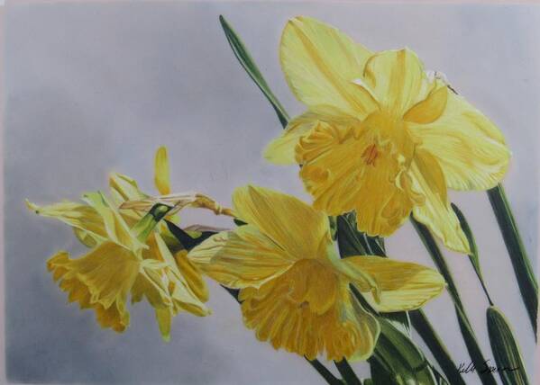 Floral Poster featuring the drawing Daffodils by Kelly Speros